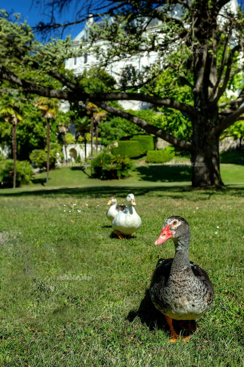 /Canard dans le parc de l'universitÃ© Valrose Ã  Nice
