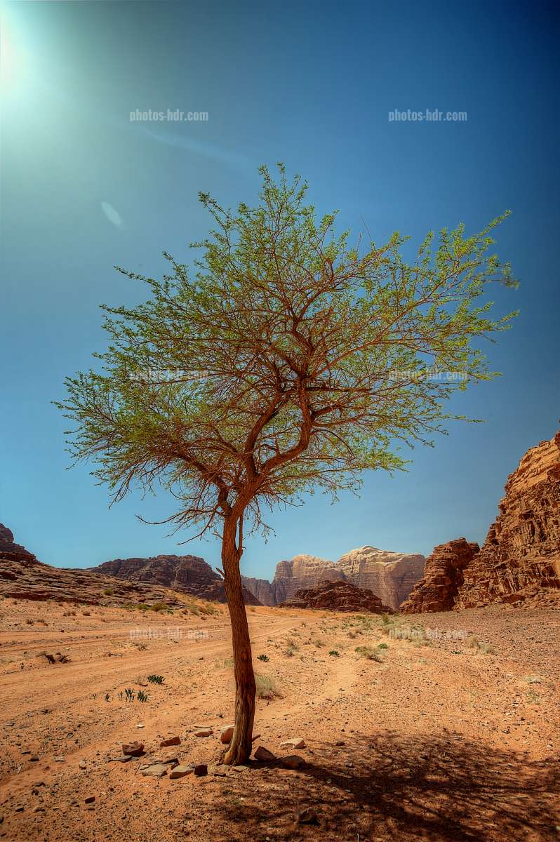 /Arbre de vie dans le desert de Wadi Rum