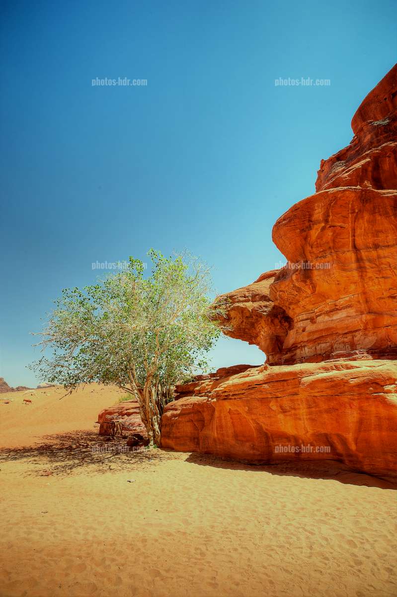 /Wadi Rum's tree of life